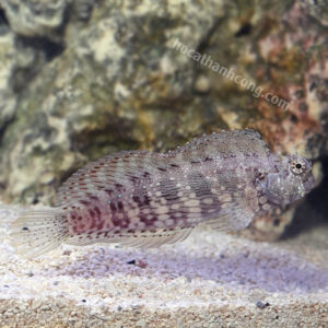 BỐNG ĂN RÊU – SAILFIN/ALGAE BLENNY