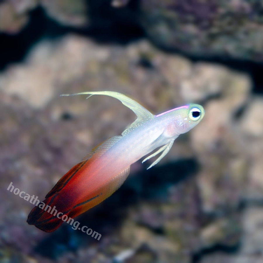 CÁ BỐNG CỜ LỬA – PURPLE FIREFISH (10)