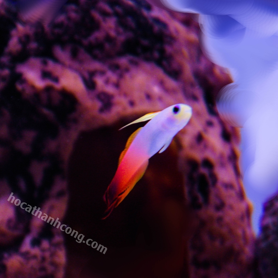 CÁ BỐNG CỜ LỬA – PURPLE FIREFISH (12)