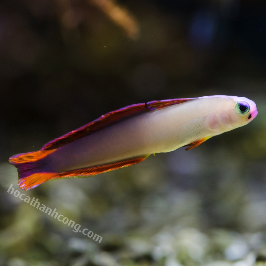 Cá bóng lửa tím Cá bóng lửa tím