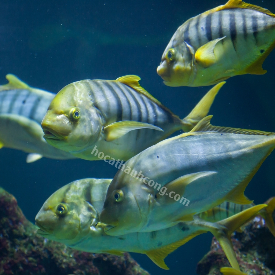 Cá khế vằn Cá khế vằn