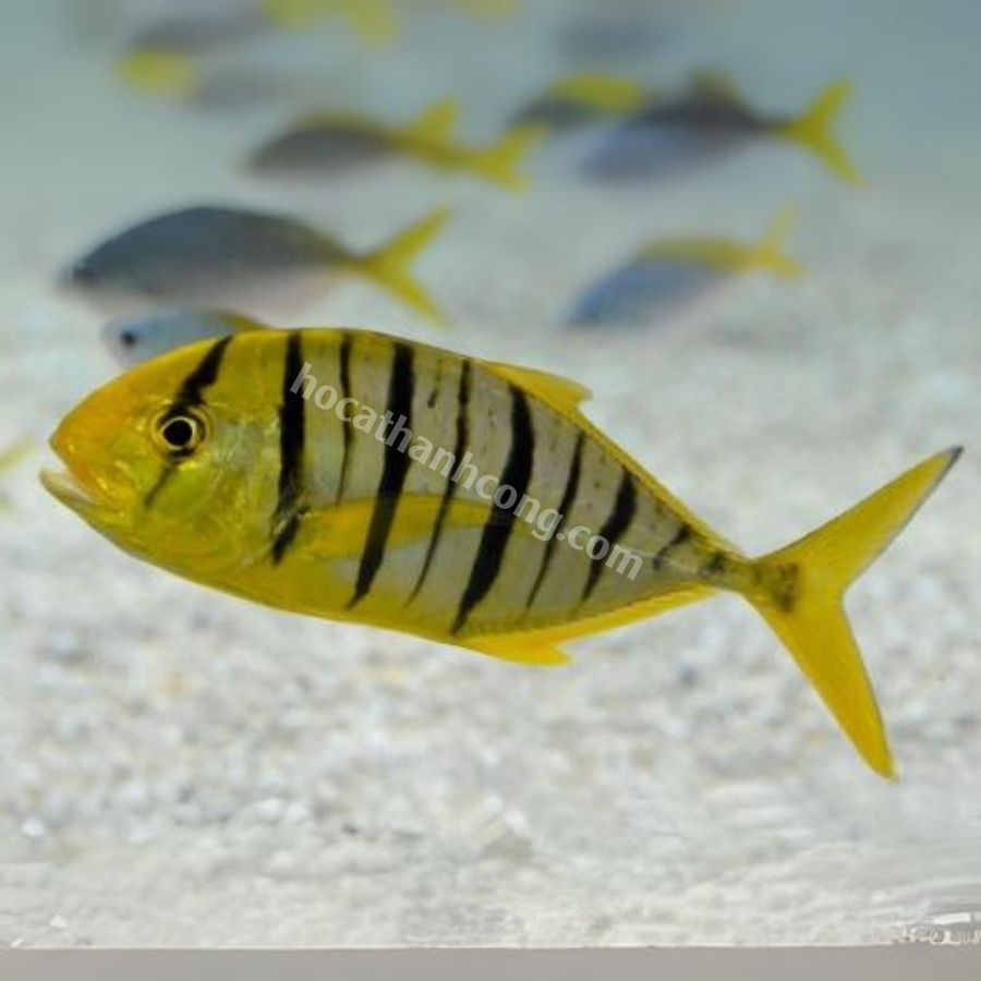 GNATHANODON SPECIOSUS GNATHANODON SPECIOSUS