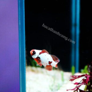 Cá Nemo đột biến