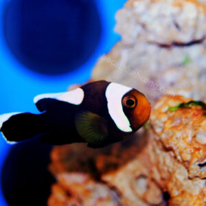 CÁ HỀ ÔNG TÁO – SADDLE BACK CLOWNFISH