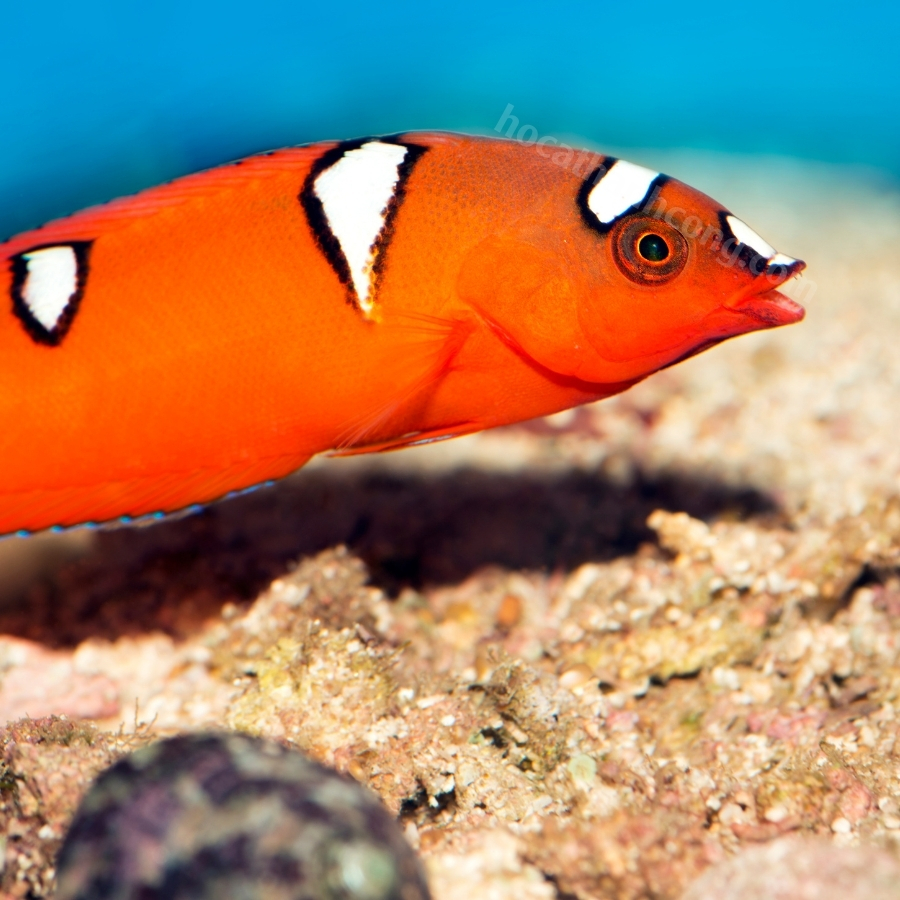 MÓ ĐÈN-RED CORIS WRASSE CÁ CẢNH MÓ ĐÈN-RED CORIS WRASSE CÁ CẢNH