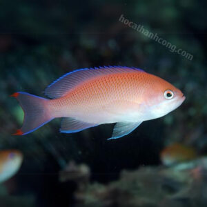 THIA HỒNG- PINK ANTHIAS