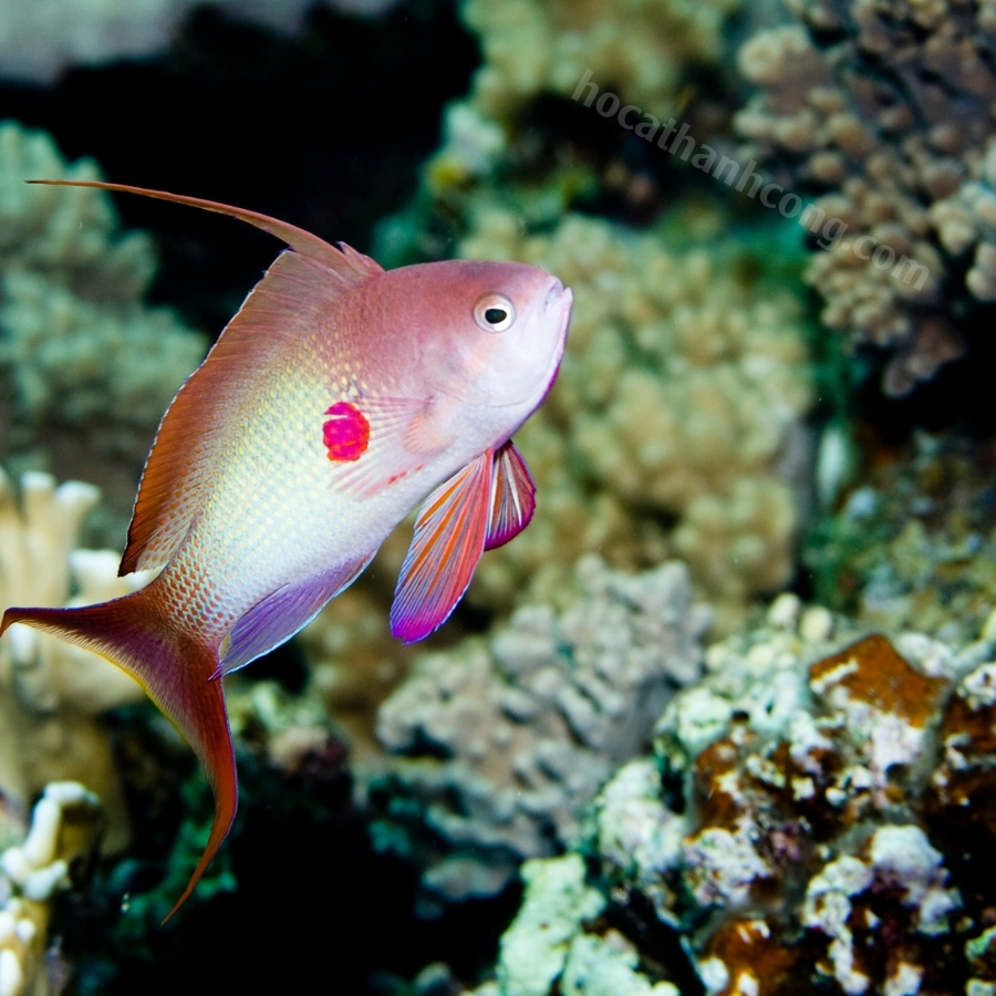 THIA HỒNG- PINK ANTHIAS CÁ CẢNH THIA HỒNG- PINK ANTHIAS CÁ CẢNH