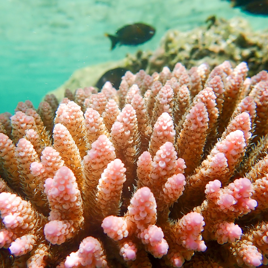 Acropora Acropora