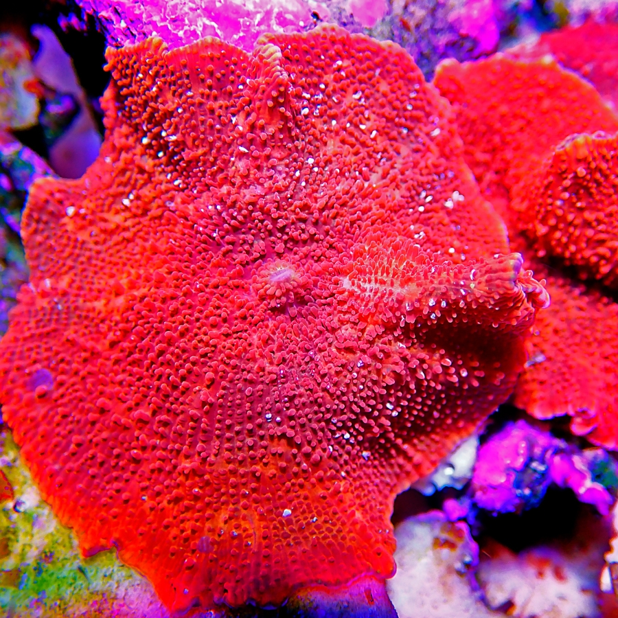 San hô trang trí Discosoma San hô trang trí Discosoma