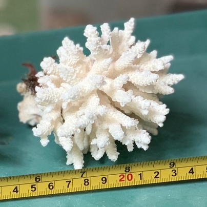 kiotviet_4683f3e7a21350dd237fdcea9abafa4e