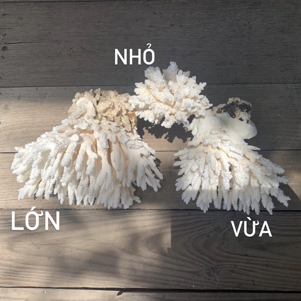 kiotviet_5e649c180e80f4a8c0bef38fc4548431