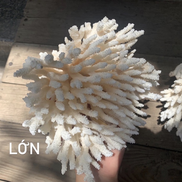 San Hô Trang Trí San Hô Trang Trí