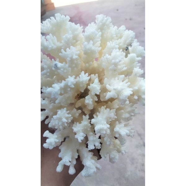 kiotviet_9ab1572bd024c831e8650611c0cd40ff