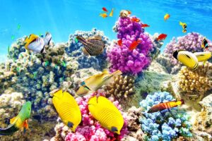 top-ca-canh-bien-dep