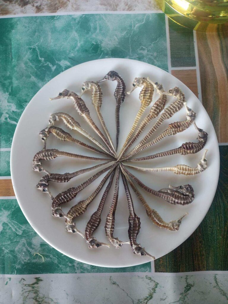 cá ngựa sông cầu