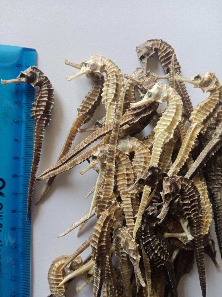 cá ngựa trung quốc