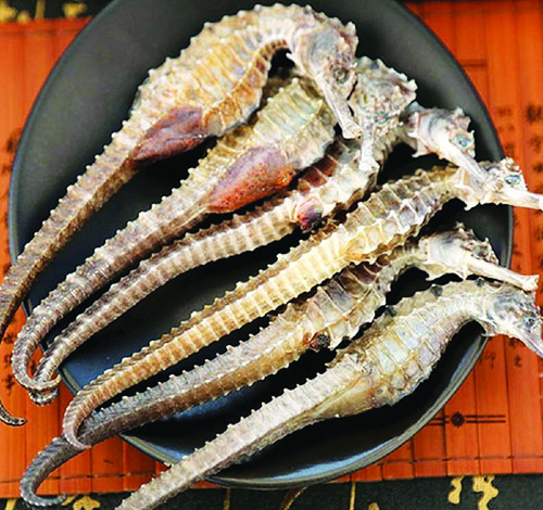 cá ngựa khô sỉ