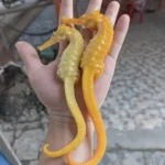 ca-ngua-vang-nha-trang