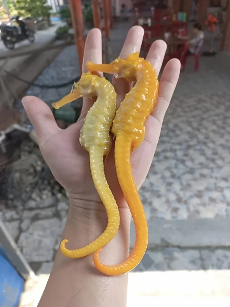 ca-ngua-vang-nha-trang