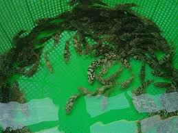 giống cá mú trân châu