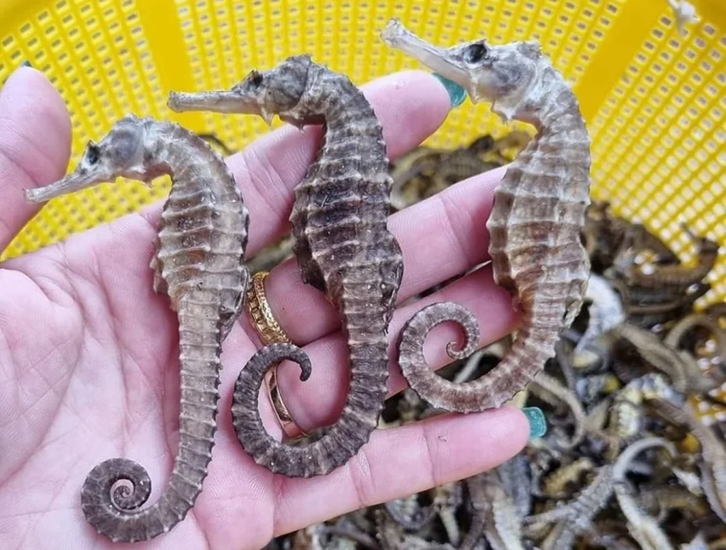 cá ngựa khô ngâm rượu